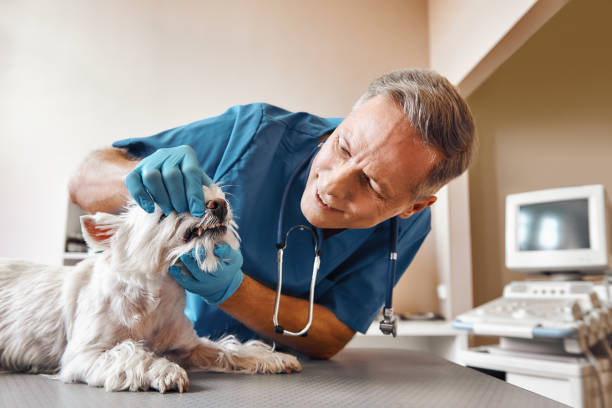 Best Emergency Root Canal Treatment in Williamsport, PA